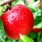 normadijski kolač od jabuka